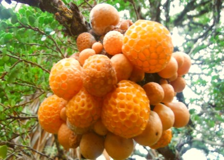 Hunting for Bush Tucker - Wild Myrtle Oranges