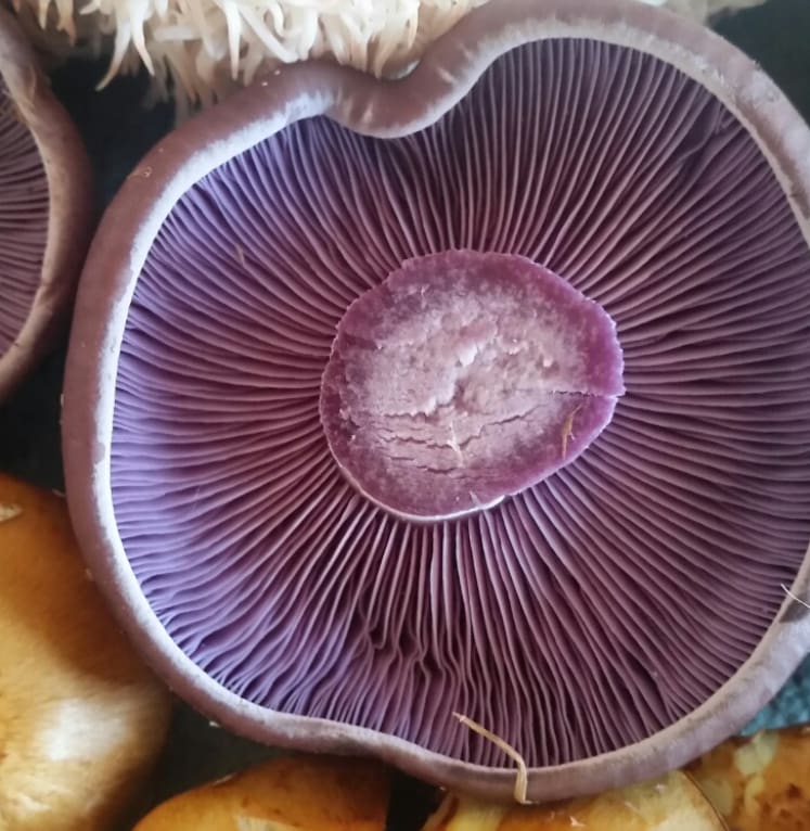 Wood Blewitt Mushrooms