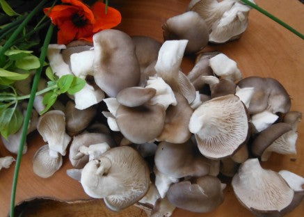 Grow Oyster Mushrooms in large bags