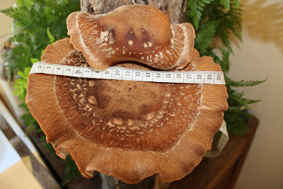 It's a great time to start growing Shiitake mushrooms on logs.