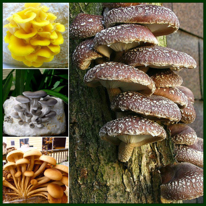 Mushroom Courses and kits