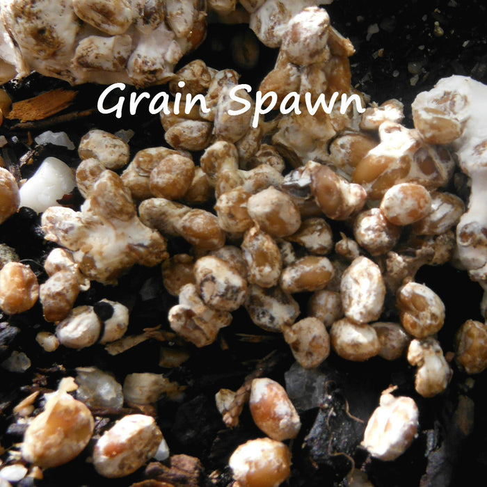 Grain Spawn