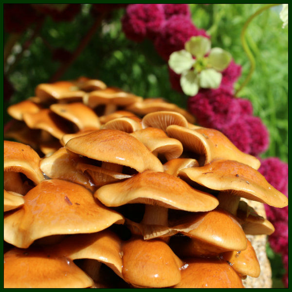 Nameko dowels or plug spawn