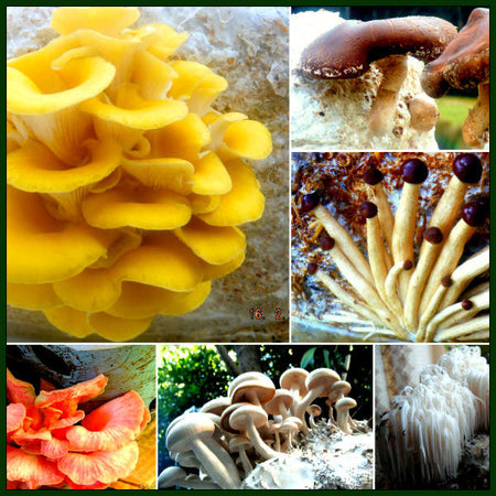 Forest Fungi Correspondence Mushroom Cultivation Course for Beginners